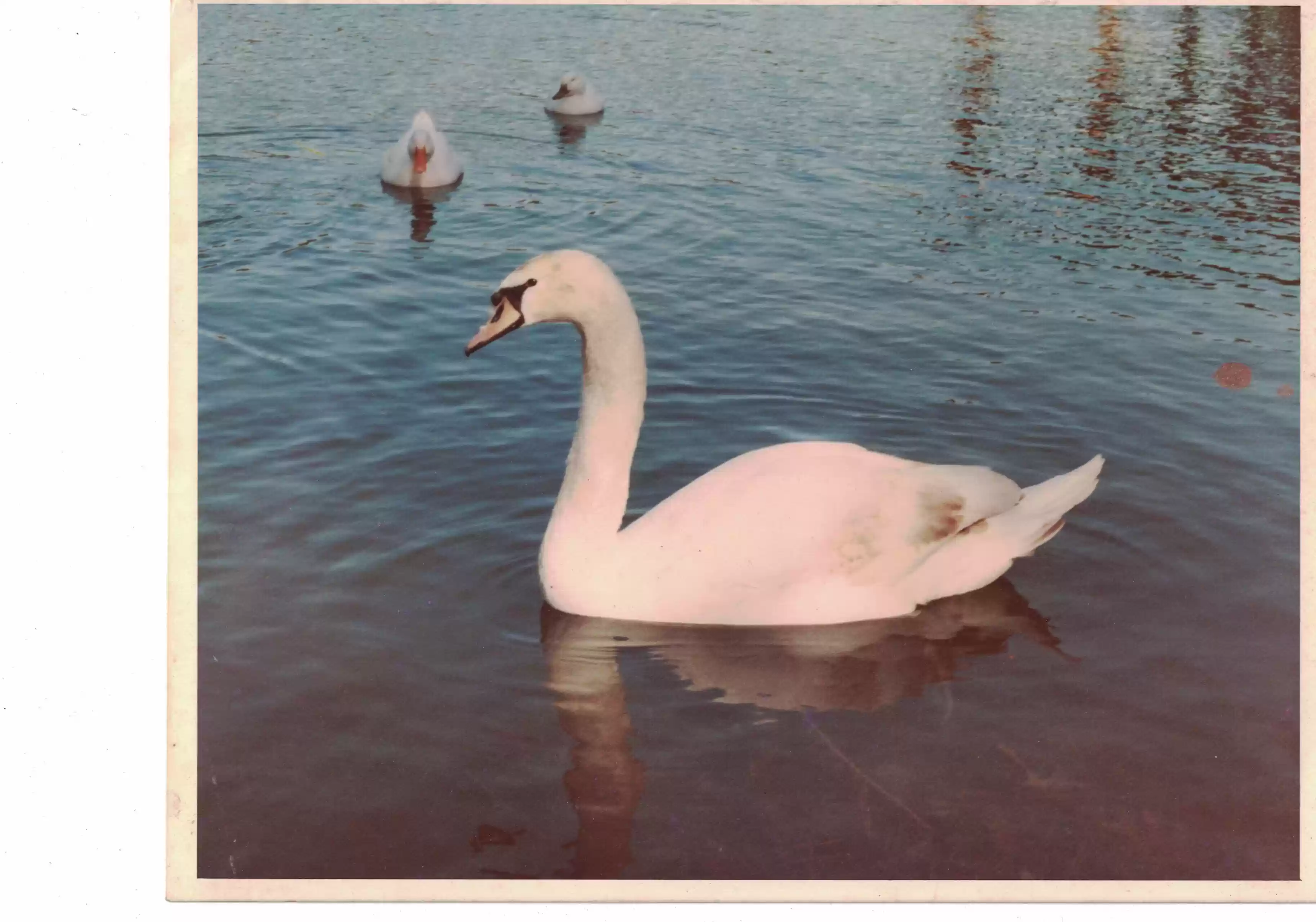 Lake Loma-by Melton McNeely, Spring 1984.jpg(back)